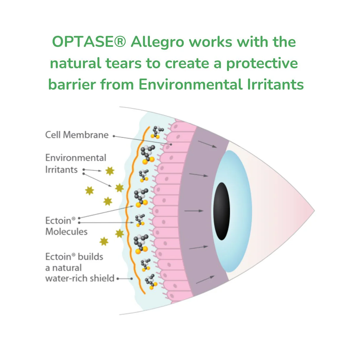 Optase Allegro Eye Drops for allergy related dry eye symptoms (10mL) - Image 4